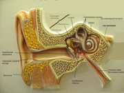 Лечение болезни уха народными средствами
